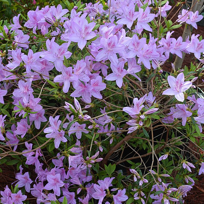 Azalea poukhanense #3