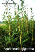Bamboo-Arundinaria gigantea clump #2