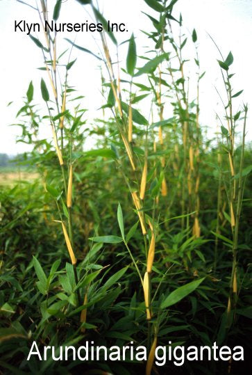 Bamboo-Arundinaria gigantea clump #2