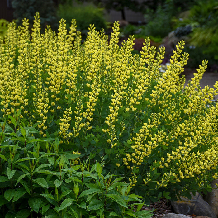 Baptisia American Goldfinch #2