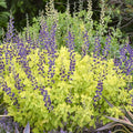 Baptisia Golden Anniversary #2