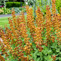Baptisia Honey Roasted #2