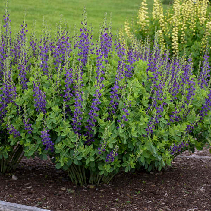 Baptisia Sparkling Sapphires PW#2