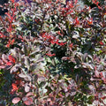 Berberis t Cabernet #2