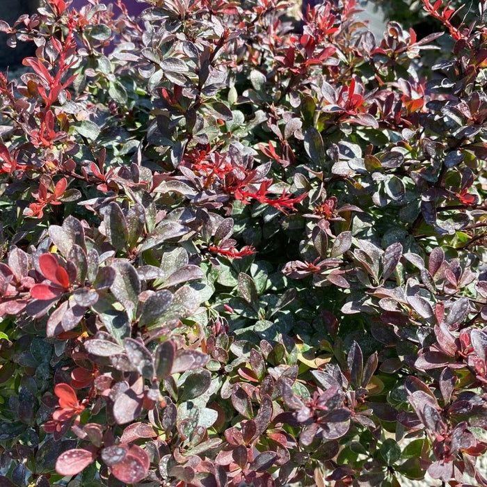 Berberis t Cabernet #2