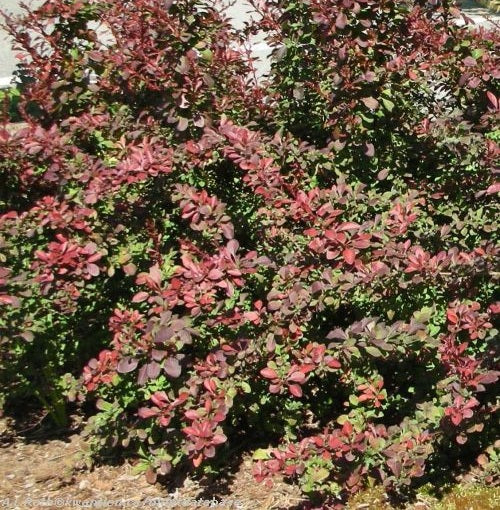 Berberis t Cherry Bomb #2