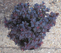 Berberis t Concorde #3