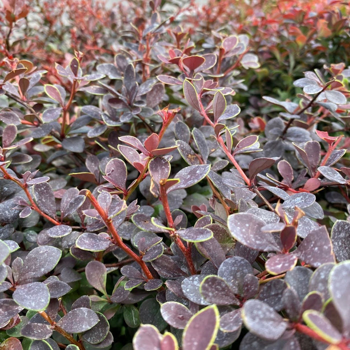 Berberis t Crimson Cutie #3