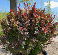 Berberis t Mini Maroon #3