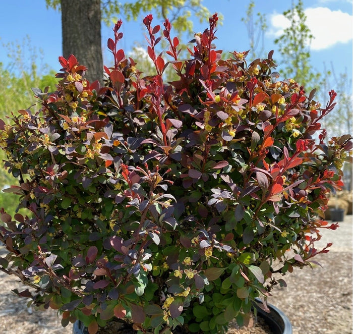 Berberis t Mini Maroon #3