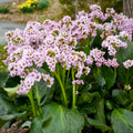 Bergenia Fairytale Romance #1