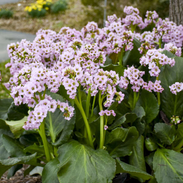 Bergenia Fairytale Romance #1