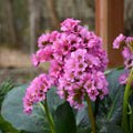 Bergenia Miss Piggy PW#1