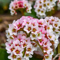 Bergenia Peppermint Patty PW#1