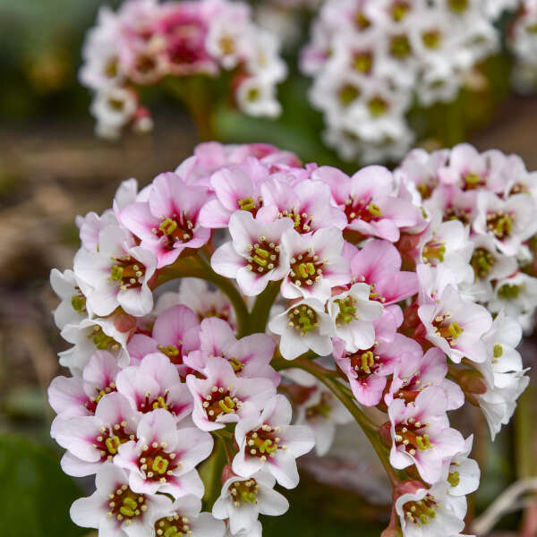 Bergenia Peppermint Patty PW#1