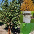 Betula pap Renaaissance Oasis CL #15