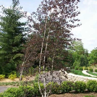 Betula pl Crimson Frost Cl #7