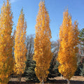 Betula pl Parkland Pillar #7