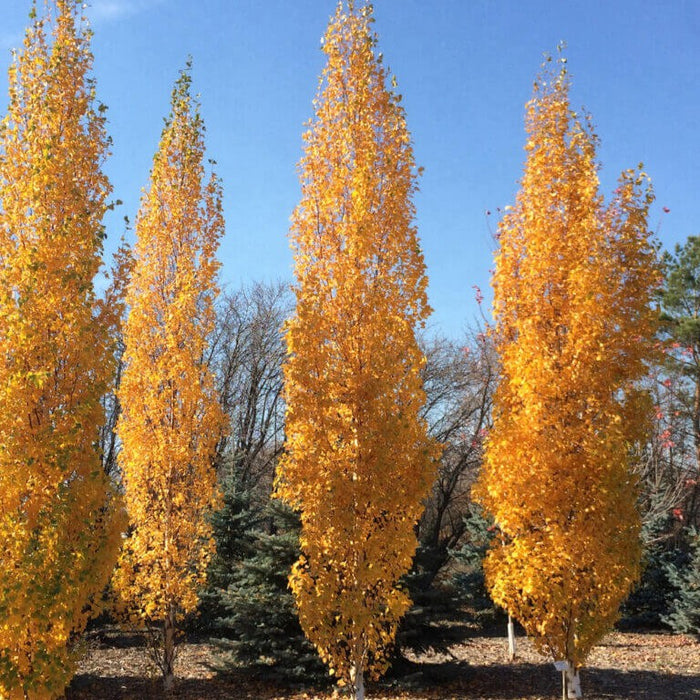 Betula pl Parkland Pillar #7