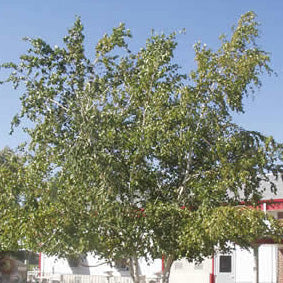 Betula Whitespire clump 12'