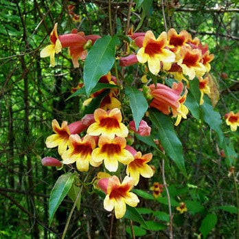 Bignonia c Crossvine #3