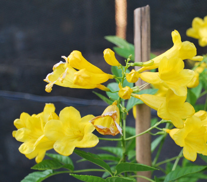 Bignonia c Gold Finch #3 staked