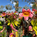 Bignonia c Tangerine Beauty #3