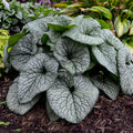 Brunnera Queen of Hearts PW#1