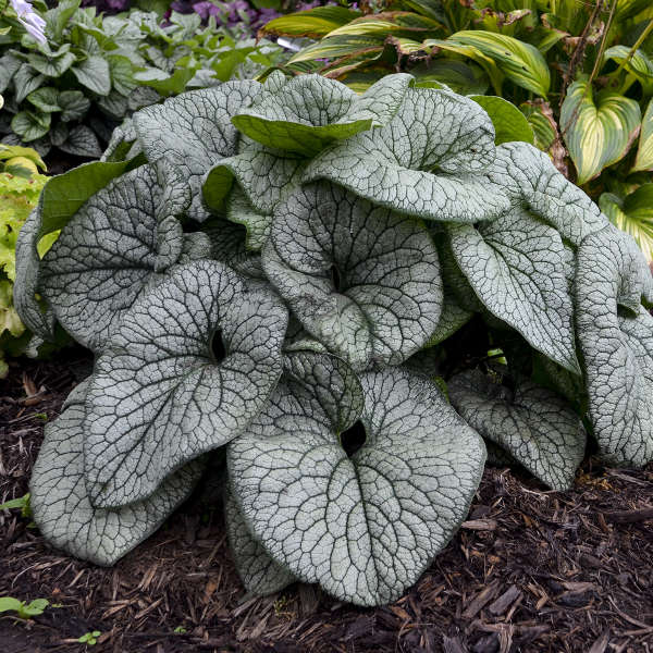 Brunnera Queen of Hearts PW#1