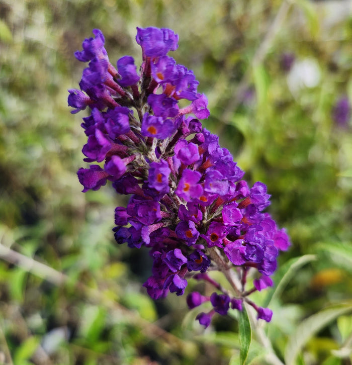 Buddleia Black Knight #2