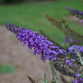 Buddleia Blue Knight #2