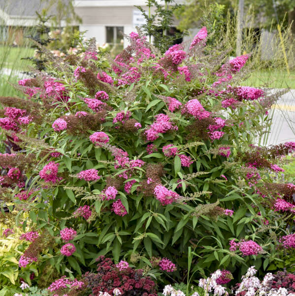 Buddleia Cherry Royale #2