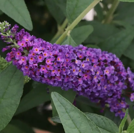 Buddleia Darkest Night PW#1