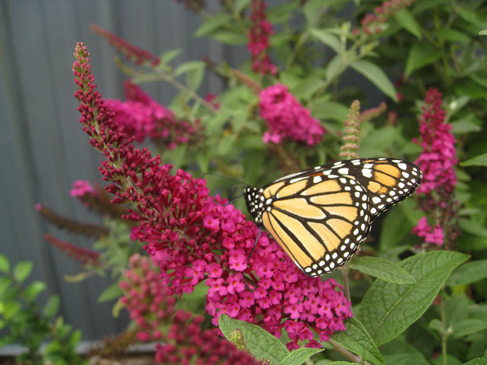 Buddleia Miss Molly PW#1