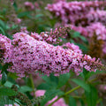 Buddleia Princess Pink #2
