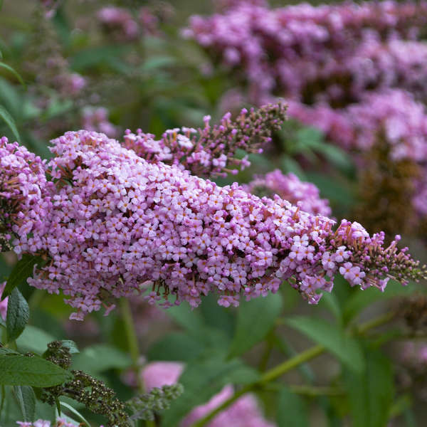 Buddleia Princess Pink #2