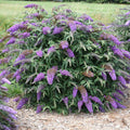 Buddleia Violet Cascade #2