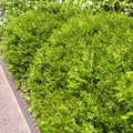 Buxus Green Gem #3