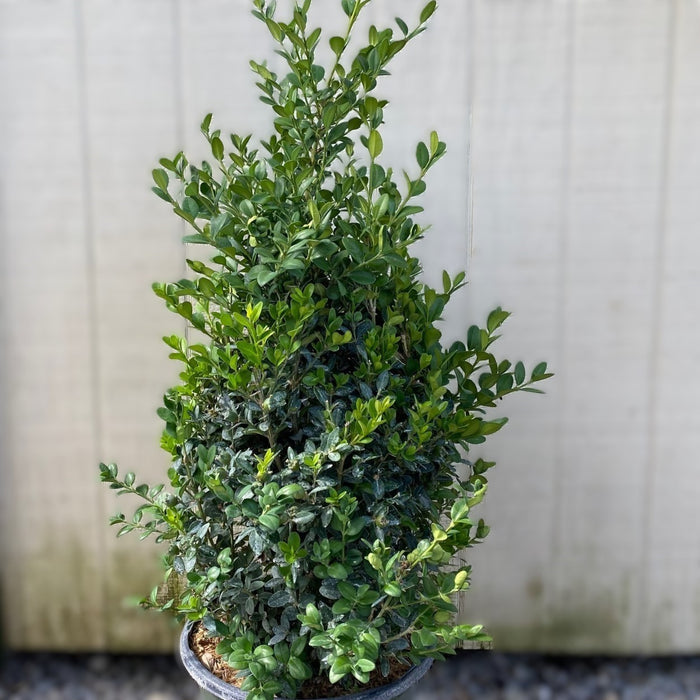 Buxus Green Mountain #3