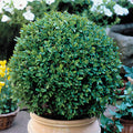 Buxus Green Velvet #2