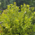 Buxus m Golden Dream #3