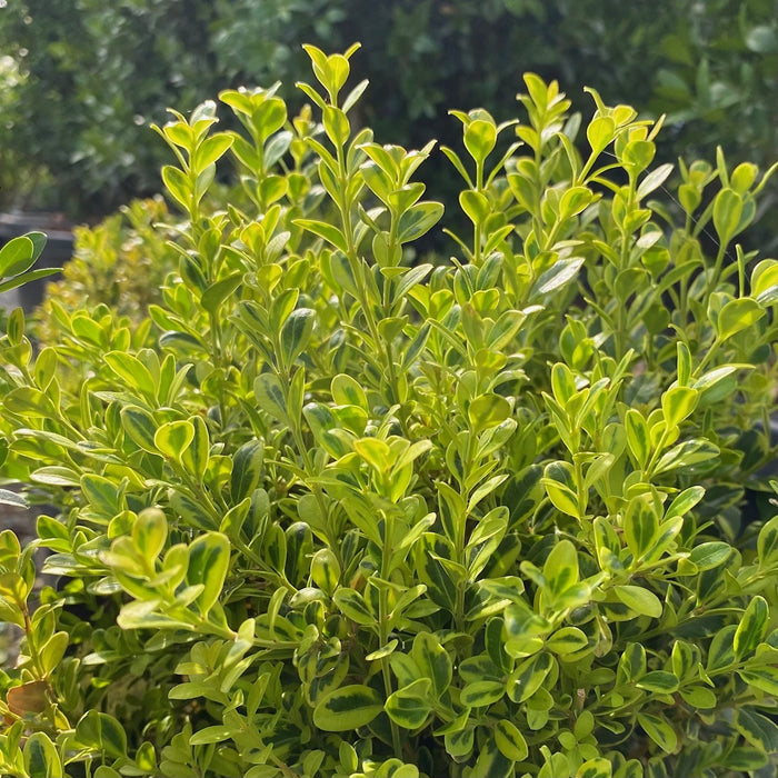 Buxus m Golden Dream #3