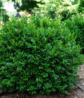 Buxus m Independence #3