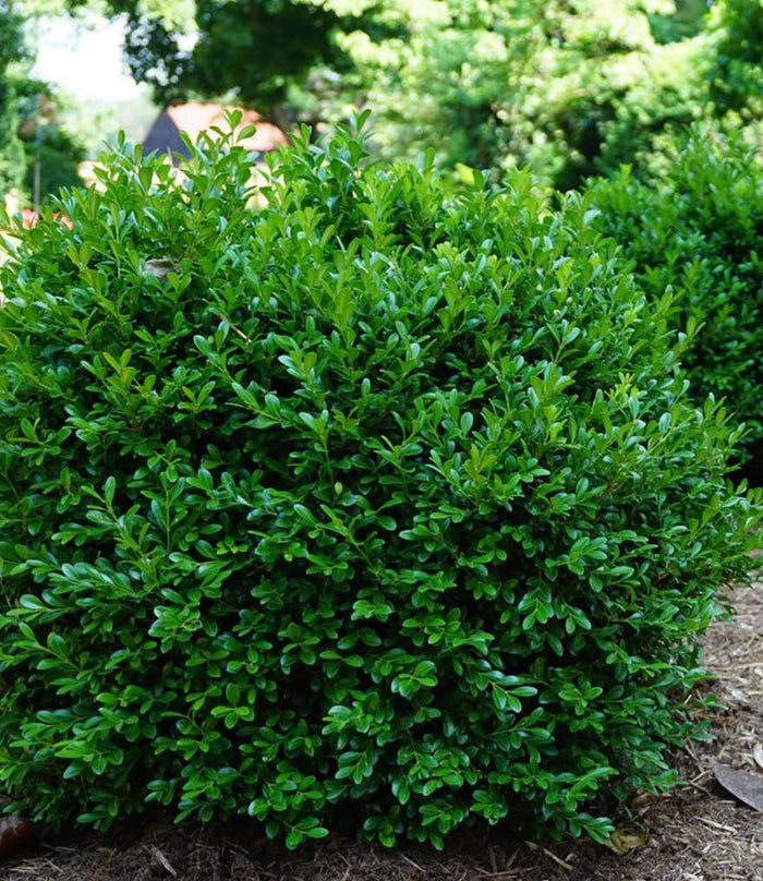 Buxus m Independence #3