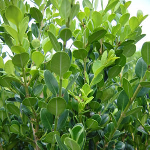 Buxus m Winter Gem #3