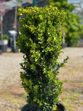 Buxus s Green Tower #5