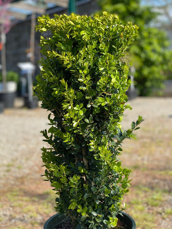 Buxus s Green Tower #5