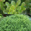 Buxus s Liberty Belle #3
