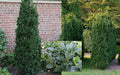Buxus Shadow Sentry #3