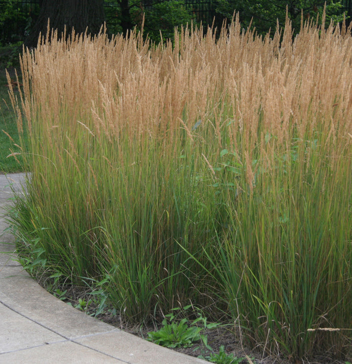 Calamagrostis x a Karl Foerster #3
